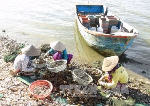 Phân loại hàu sau khi thu hoạch. Ảnh: Nguyên Lý - TTXVN