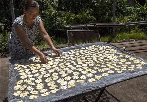 Phơi khóm Tắc Cậu để làm nhân bánh. Ảnh: Hồng Đạt - TTXVN