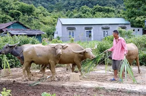 Được Nhà nước hỗ trợ trâu giống và hướng dẫn cách chăm sóc, đến nay gia đình ông Lù A Tiên ở xã Trung Chải, huyện Nậm Nhùn đã thoát nghèo nhờ chăn nuôi trâu. Ảnh: Công Tuyên-TTXVN