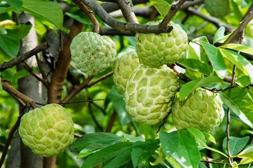 Na dai Mai Sơn ảnh 1