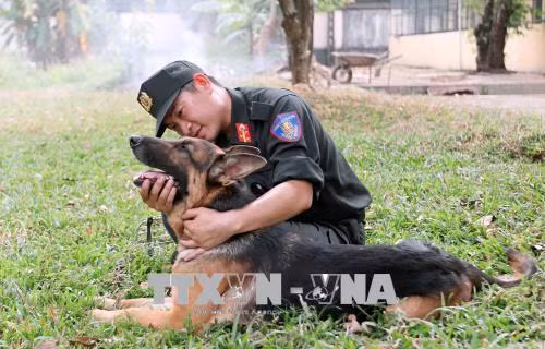 Huấn luyện viên chăm sóc chú chó của mình. Ảnh: Quang Nhựt - TTXVN