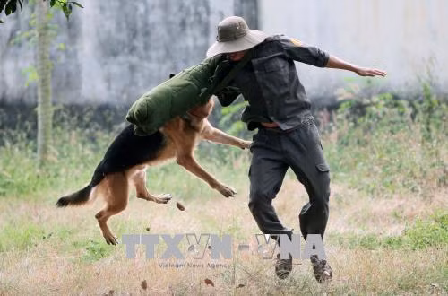 Chó nghiệp vụ tập luyện bài tấn công trấn áp đối tượng: Ảnh: Quang Nhựt - TTXVN
