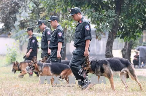 Lực lượng chó nghiệp vụ đang tập luyện những bài tập cơ bản. Ảnh: Quang Nhựt - TTXVN