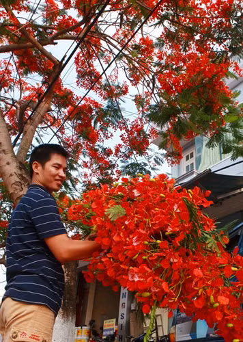 Một người dân Hải Phòng hái hoa về trang trí cho sân khấu văn nghệ phục vụ trẻ em nhân ngày Quốc tế Thiếu nhi 1-6. Ảnh: Lâm Khánh - TTXVN