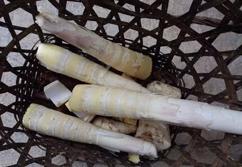 Những ngày này người Khơ Mú ở xã vùng cao Bảo Thắng, Kỳ Sơn (Nghệ An) rủ nhau vào rừng hái măng luồng để chế biến món măng trộn tro bếp. Ảnh: Lữ Phú Đây là loại măng có vị ngọt và có màu sáng hơn các loại măng khác. Để hái được măng người dân phải mất cả nửa ngày... Ảnh: Lữ Phú Quy trình chế biến biến món ăn này cũng khá công phu. Ảnh: Lữ Phú Sau khi rửa sạch, người dân cắt nhỏ măng thành từng miếng, sau đó ngâm nước 1 đến 2 ngày, cho măng có vị chua và giảm vị hăng của măng, sau đó đến công đoạn trộn với tro bếp. Ảnh: Lữ Phú Đây là công đoạn quan trọng nhất để tạo hương vị cho món ăn, cũng là cách bảo quản măng hữu hiệu, loại tro dùng để trộn phải là tro mun mới đun, còn ở trong bếp lửa. Ảnh: Lữ Phú Sau khi trộn tro được 10 phút, măng rửa sạch, đập nát và thái thành từng miếng nhỏ. Ảnh: Lữ Phú Chị Xeo Thị Bún, bản Cha Ka 1, xã Bảo Thắng cho biết: Măng sau khi được ngâm nước và trộn tro bếp thì có thể chế biến được rất nhiều món ăn, có thể xào với nhiều loại thịt khác nhau, cũng có thể nấu canh. Trong ảnh là món măng xào thịt bò. Ảnh: Lữ Phú Cũng có thể nấu canh với tro của lá sả sau khi đốt cháy. Ảnh: Lữ Phú Với tập quán du canh du cư trước đây của đồng bào Khơ Mú thì việc bảo quản và dự trữ thức ăn gặp rất nhiều khó khăn. Tuy nhiên đồng bào đã biết sử dụng phương pháp hun khói, thịt phơi gác bếp hay là măng trộn tro bếp để bảo quản thực phẩm được lâu dài qua mùa sản xuất nương rẫy. Trước đây khi nguồn thực phẩm còn khan hiếm, thì món măng trộn tro bếp là nguồn thực phẩm chính giúp đồng bào vượt qua đói khát vào mùa giáp hạt. . Ảnh: Lữ Phú