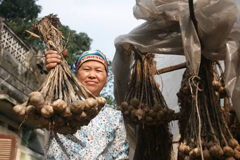 Bà Phạm Thị Hị khoe túm tỏi do gia đình trồng sau nhiều tháng bảo quản vẫn rất mẩy, củ to và chất lượng rất tốt. (Nguồn ảnh Internet)