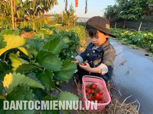 Các điểm du lịch canh nông thu hút nhiều bạn nhỏ tới khám phá thiên nhiên, vườn cây, hoa, quả. Ảnh: Quang Thái