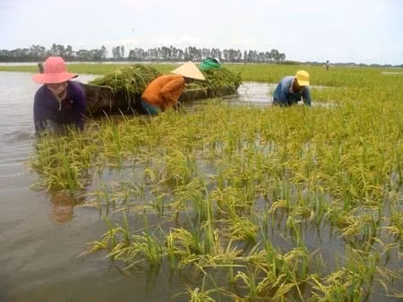 Phát triển Đồng Tháp Mười thành vùng sản xuất nông nghiệp công nghệ cao. Ảnh: TTXVN
