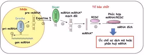 Phương pháp mới "hứa hẹn" góp phần hiệu quả trong việc chữa bệnh ung thư. Ảnh: vjsonline.org
