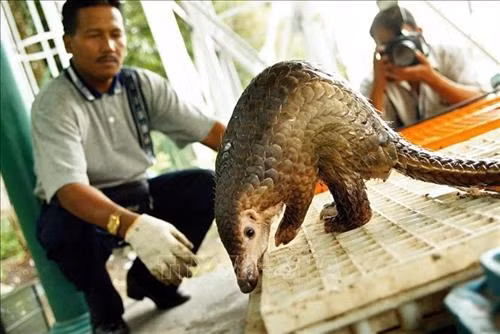 Tê tê được giải cứu bởi lực lượng thuộc Văn phòng động vật hoang dã và công viên tự nhiên Malaysia ở Kuala Lumpur. Ảnh: AFP/TTXVN