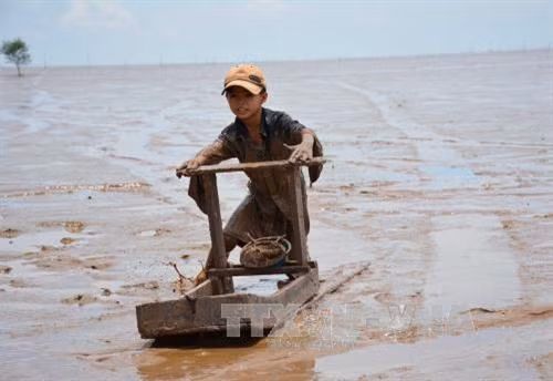 Nghề “trượt mong” ở Trần Đề ảnh 2