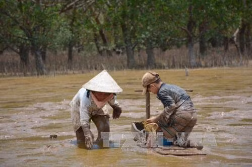 Nghề “trượt mong” ở Trần Đề ảnh 3