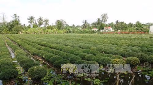 Làng hoa Sa Đéc chuẩn bị hoa phục vụ Tết. Ảnh: Huỳnh Phúc Hậu/TTXVN
