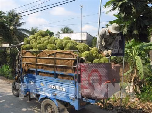 Tiêu thụ sầu riêng ở huyện Cai Lậy. Ảnh: Minh Trí - TTXVN