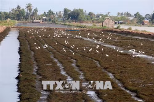 Nông dân huyện vùng sâu An Minh (Kiên Giang) xả nước, phơi đất chuẩn bị vụ tôm mới. Ảnh: Lê Sen - TTXVN