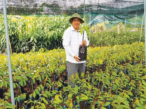 Lão nông Ngô Văn Mười, chủ của 4 cơ sở sản xuất cây giống (vườn ươm) ở “thủ phủ cây giống Cái Mơn", huyện Chợ Lách, tỉnh Bến Tre. Ảnh : baodautu.vn