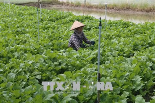 Nông dân ven biển Gò Công (Tiền Giang) chuyển đổi cây trồng để thích ứng biến đổi khí hậu. Ảnh: Minh Trí - TTXVN