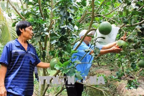 Thu hoạch bưởi da xanh ở Bến Tre. Ảnh: Công Trí - TTXVN