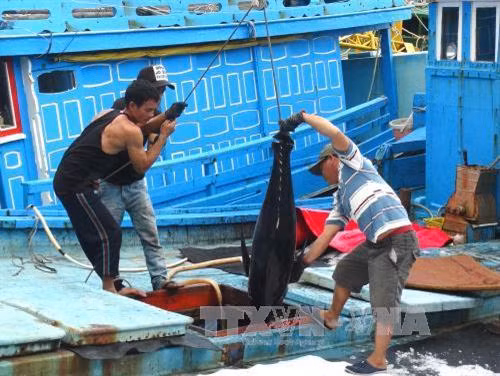 Phú Yên Là nơi khởi đầu nghề câu cá ngừ đại dương của Việt Nam. Ảnh: Nguyên Lý - TTXVN