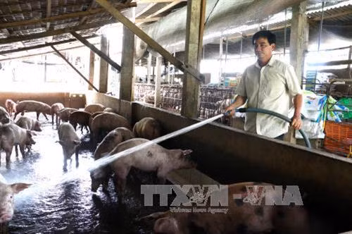 Nông dân Đoàn Phương Tùng thành công nhờ mô hình kinh tế tổng hợp ảnh 1