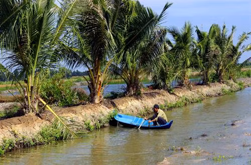 Diện tích dừa được trồng mới chủ yếu trên các bờ bao quanh đầm tôm tại huyện Phú Tân. Ảnh: Huỳnh Thế Anh-TTXVN