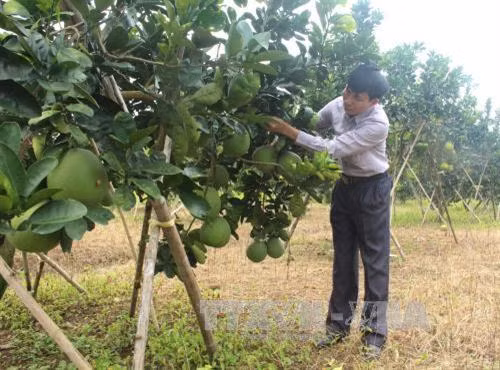 Anh Thái chăm sóc 10 ha bưởi Luận Văn. Ảnh: Trịnh Duy Hưng - TTXVN