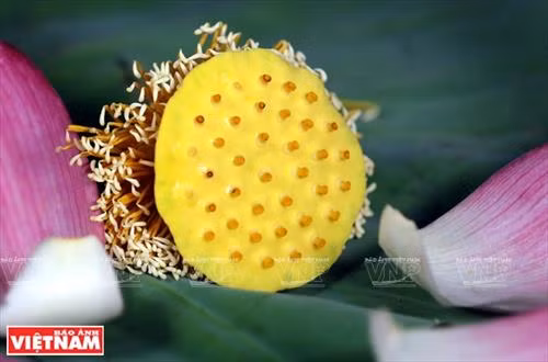Chè sen - tinh túy ẩm thực Hà Nội ảnh 2