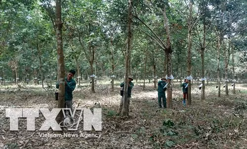 Người dân thu hoạch mủ cao su. Ảnh: Việt Hoàng - TTXVN