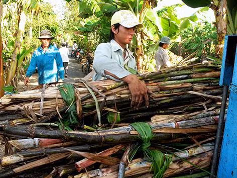 Những năm gần đây, nông dân trồng mía liên tục gặp khó khăn do giá mía và giá đường xuống thấp. Ảnh: baohaugiang.com.vn