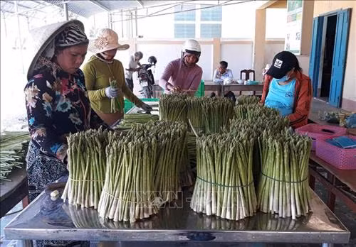 Măng tây xanh là một trong những sản phẩm nông nghiệp đặc thù đang giúp đồng bào Chăm (xã An Hải, huyện Ninh Phước) thoát nghèo, vươn lên khá giàu. Ảnh: Nguyễn Thành – TTXVN