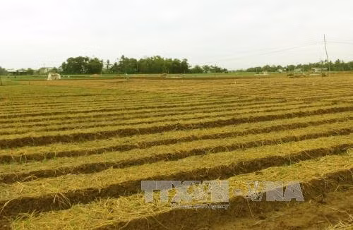 Nông dân chăm sóc hành tím chính vụ năm 2015 - 2016