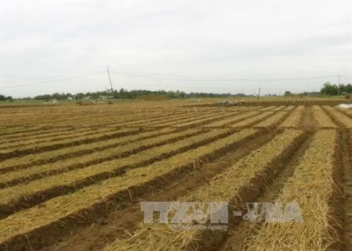 Nông dân xuống giống hành tím chính vụ năm 2015 - 2016