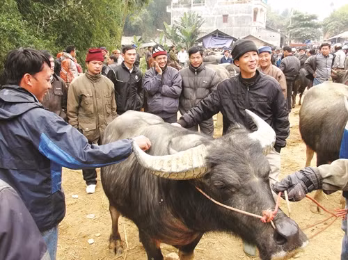 Trâu sau khi vỗ béo được mang ra chợ bán.