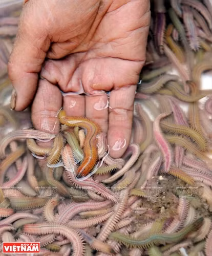 Rươi kho Tứ Kỳ ảnh 1