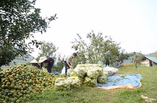 Vụ năm nay, cam Hàm Yên cho tổng sản lượng khoảng 80.000 tấn. Ảnh: nongnghiep.vn