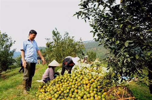 Gia đình anh Nguyễn Văn Lự thu lãi hơn 300 triệu đồng/năm từ cam. Ảnh: nongnghiep.vn