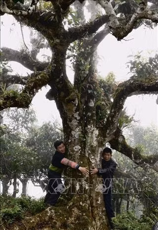 Cây chè cổ thụ tại xã Sùng Đô. Ảnh: TTXVN phát