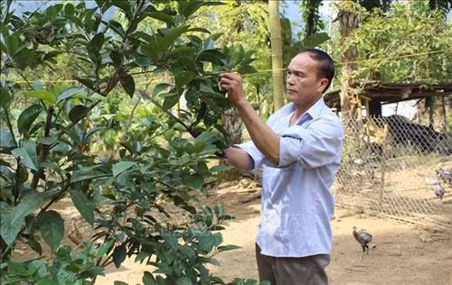 Ông Phạm Bá Lực, trú tại xã Phú Nghiêm, huyện Quan Hóa, được Chương trình 167 hỗ trợ xây nhà, sau đó ông vay vốn phát triển kinh tế và vươn lên thoát nghèo. Ảnh: Nguyễn Nam-TTXVN