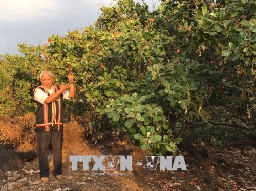 Già làng Rơ Chăm Glúch trong vườn điều của gia đình. Ảnh: Hồng Điệp - TTXVN.
