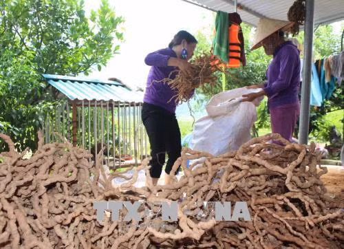 Thu hoạch củ cây Ba kích tại xã Đạo Trù (Tam Đảo, Vĩnh Phúc). Ảnh: Nguyễn Thảo - TTXVN
