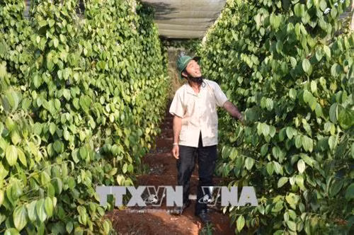 Vườn tiêu sạch khoảng 15.000 trụ tiêu tại xã Nam Yang, huyện Đăk Đoa ứng dụng công nghệ tiên tiến, bón phân hữu cơ và vi sinh. Ảnh: Hồng Điệp - TTXVN