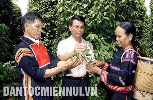 Cán bộ nông nghiệp huyện Chư Sê hướng dẫn đồng bào dân tộc ở xã Ia Tiêm phương pháp chăm sóc hồ tiêu sạch. Ảnh: Hồng Điệp