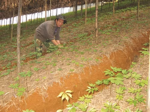 Anh Giàng Seo Sỳ chăm sóc vườn cây 3 tháng tuổi.