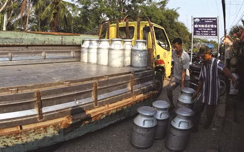 Sữa được bảo quản tốt trong quá trình vận chuyển đến nhà máy chế biến.