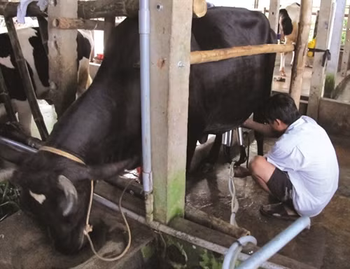 Vắt sữa bò bằng máy giúp tiết kiệm sức lao động, đảm bảo chất lượng nguồn sữa.