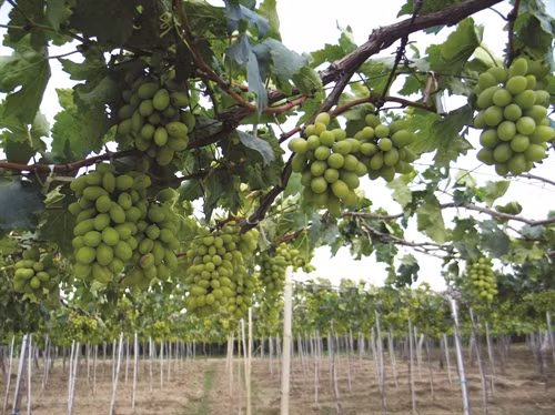 Ông Ba Mọi trồng nhiều loại nho, trong đó có loại là nho tươi ăn quả, có loại chỉ chuyên dùng để làm rượu.