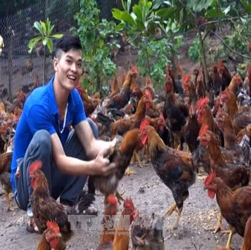Về thôn Đồng Dằm, xã Đạp Thanh (huyện Ba Chẽ, Quảng Ninh), người dân nơi đây ai cũng biết đến mô hình chăn nuôi gà rộng 3 héc ta với hơn 1 vạn con gà, cho thu nhập hơn 1 tỷ đồng mỗi năm. Đó là thành quả lao động của Chìu Quý Nguyên, chàng thanh niên người dân tộc Dao, giàu ý chí, nghị lực vượt khó, làm giàu bằng đôi bàn tay lao động chính đáng. Trong ảnh: Chìu Quý Nguyên chăm sóc gà. Ảnh: Trung Nguyên - TTXVN