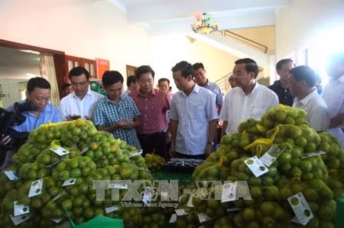 Bộ trưởng Bộ Khoa học và Công nghệ Chu Ngọc Anh và các đại biểu thăm quan sản phẩm hồng không hạt Quản Bạ. Ảnh: Minh Tâm - TTXVN
