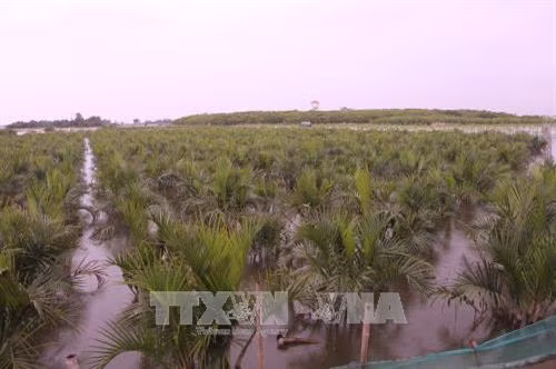 Rừng trồng trên phá Tam Giang thuộc thị xã Hương Trà. Ảnh: Hồ Cầu-TTXVN
