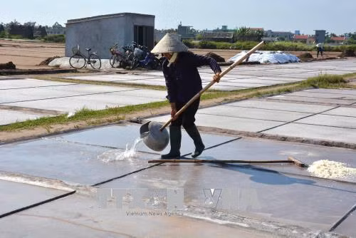 Sản xuất muối ở huyện Giao Thủy. Ảnh Công Luật-TTXVN